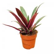 Tradescantia 'Sitara' 12cm Pot image