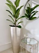 Silver Leaf Champagne Ficus Benghalensis