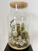 Terrarium Cactus Old Man