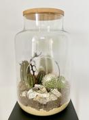 Terrarium Cactus Trio