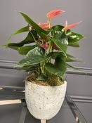 Anthurium rose image
