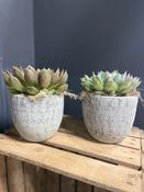 Echeveria succulent image