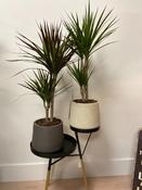 Dracaena marginata image