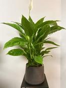 Spathiphyllum image