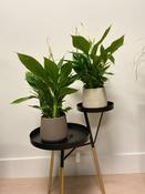 Spathiphyllum torelli image