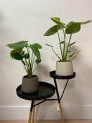 Monstera s image
