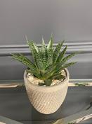Haworthia natural image