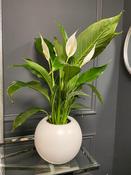 Beth spathiphyllum image