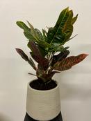 Croton image