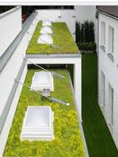 Sedum roof