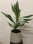 Dracaena fragrans image