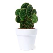 Flowerpot Konte