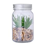 Decorative Plant Kyala
