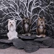 Three Wise Wolves image
