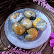 Bumble Bee Jasper
