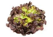 Oakleaf Lettuce, Organic image