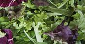 Richard's Organic summer salad 110g