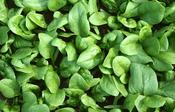 Richard's Org Spinach 200g image