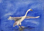 Swans Taking Off