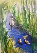 Swans on the River Dodder