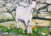 Wild Irish Kid Goat in Boston Burren