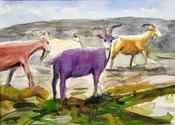 Wild Irish Goats in Carron Burren