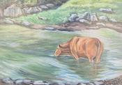 Cow Drinking