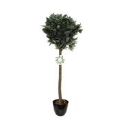 Bay Leaf Tree (sold in 2s) image