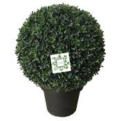 Potted Topiary Ball Dia 35cm (Sold in 2s) image
