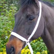 EquiSential Show Halter image
