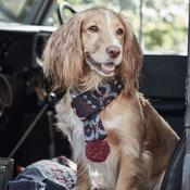 Barbour Fair Isle Dog Scarf in Blue Granite image
