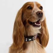 Barbour Printed Dog Collar in Pink Tartan image
