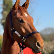 Red Mills Horse Headcollar in Navy image