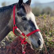 Red Mills Horse Headcollar in Red image