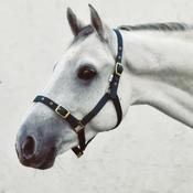 Equisential Economy Headcollar Foal image