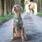 Oh So Fetch Mossy Meadows Padded Dog Harness in Green image