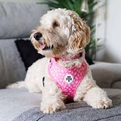 Oh So Fetch Pretty Wild Padded Dog Harness in Pink image