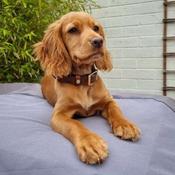 Fairfax &amp; Favor Fitzroy Leather Dog Collar in Tan image