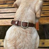 Fairfax &amp; Favor Fitzroy Leather Dog Collar in Mahogany image