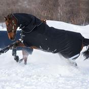 Horseware Amigo Super Bravo Plus Medium Turnout Rug in Black (250g) image