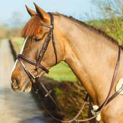 Mackey Classic Padded Flash Bridle in Brown image