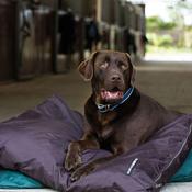 Horseware Rambo Pillow Dog Bed in Brown image
