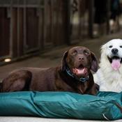 Horseware Rambo Pillow Dog Bed in Green image