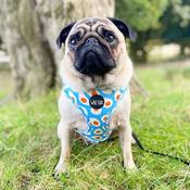 Wild Tails Brunch Bae Dog Harness image