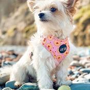 Wild Tails I Don't Give a Jam Dog Harness image