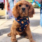 Wild Tails Say You'll be Wine Dog Harness image