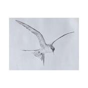 Printmaking workshop with Clare Henderson and Graphic Studio Dublin