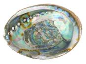 Abalone Shell