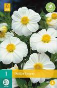 Dahlia Sneezy