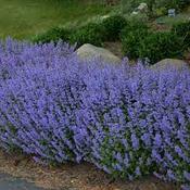 Nepeta Faassenii Purrisian Blue 2L